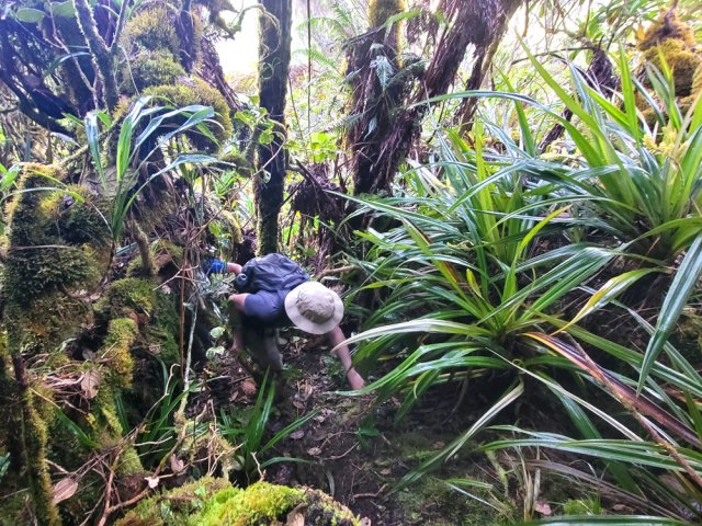 Cannes et ananas marrons apportent un peu de verdure au milieu des mousses