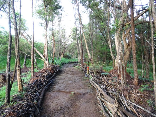 Le sentier comme le sous-bois ne sont gère attrayants