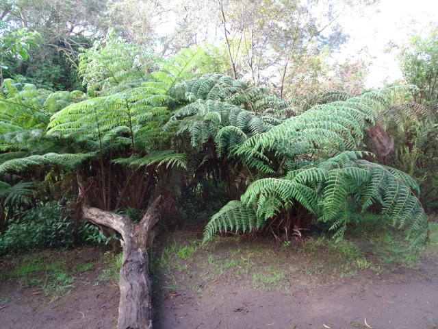 Plusieurs espèces de fougères cohabitent