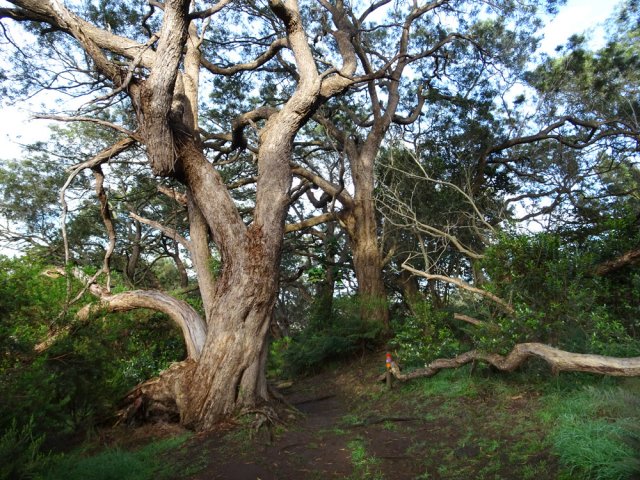 Encore de beaux tamarins en fin de descente
