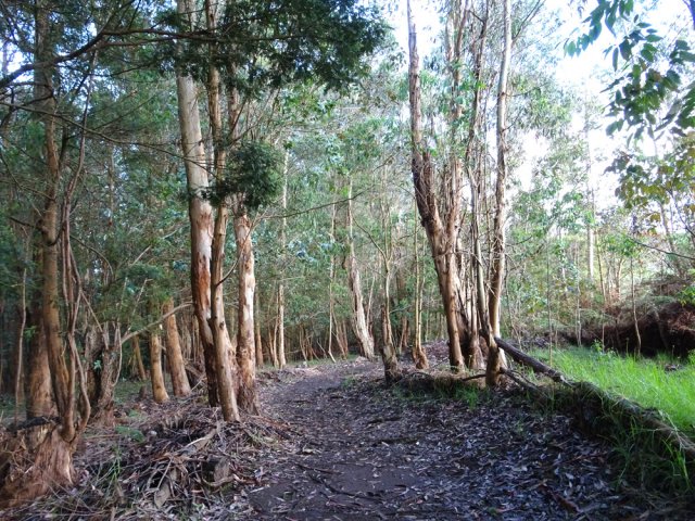 Belle plantation d'eucalyptus en début de descente