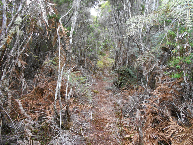 L'étroit sentier couvert de mousse dans les branles