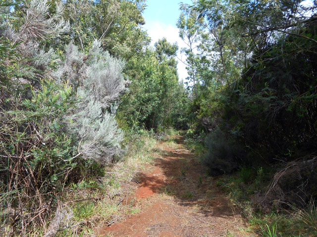 La piste entre le sentier de la montée et celui de la forêt primaire