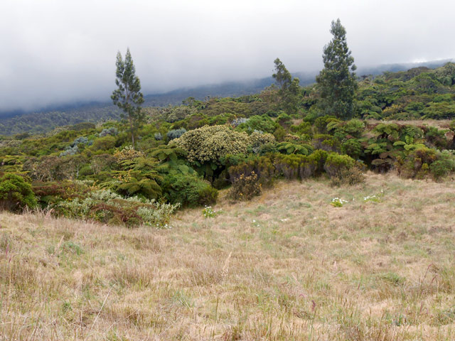 Il n'y a plus de vaches mais il reste encore un peu d'herbe