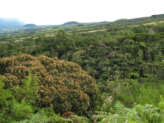 Au loin, les pitons de la Ravine Blanche et Hyacinthe