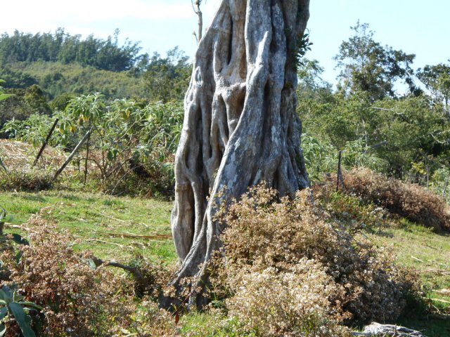Bringeliers et jouvences prennent possession des prairies