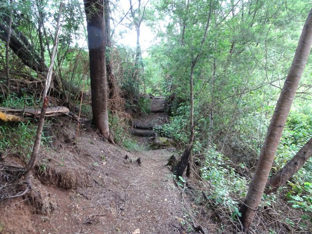 Beaucoup d'acacias noirs en haut du rempart