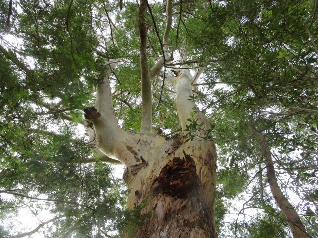 Magnifiques eucalyptus à l'approche des prairies de la rive gauche
