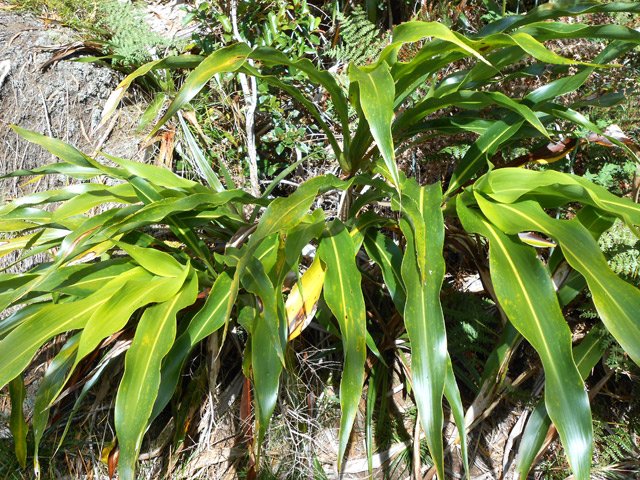 On passe au plus près de canne marronne