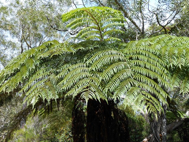 On peut même toucher un fanjan