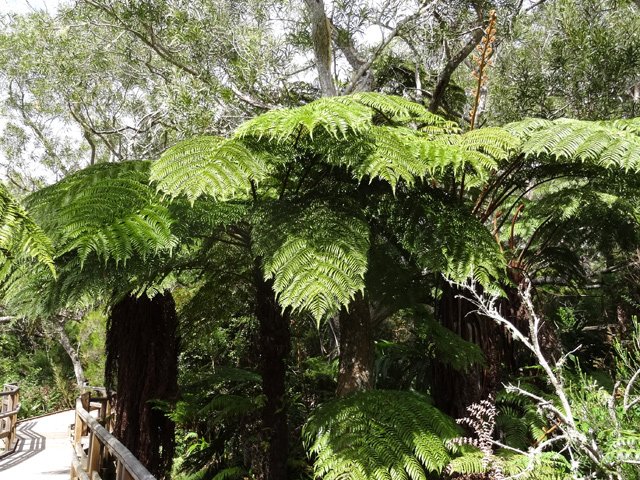 Les fanjans se plaisent vraiment bien ici