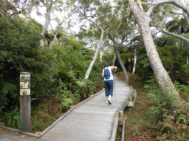 Fougères, ambavilles et bien sûr des tamarins