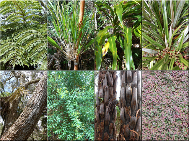 Fanjan, calumet, canne et ananas marron, tamarin, ambaville, fanjans, herbe coraille