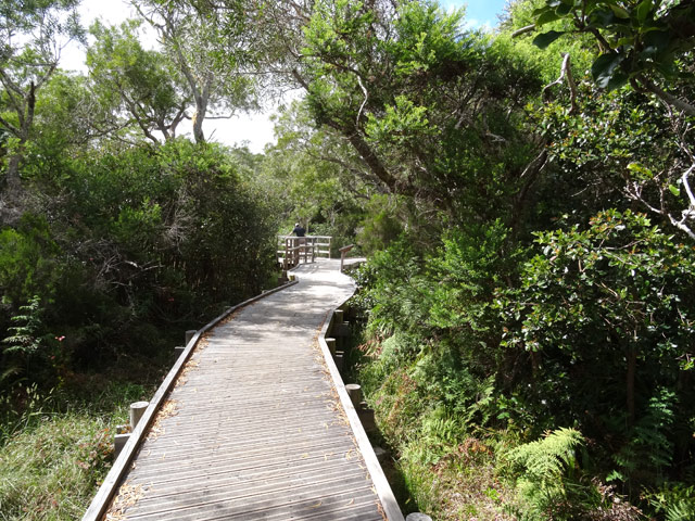 Une autre portion dans les brandes et tamarins