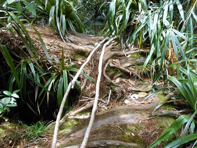 Le tronc de l’ancêtre est devenu un sentier