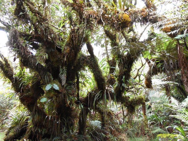 Concours de l'arbre le plus moussu et recouvert d'épiphytes