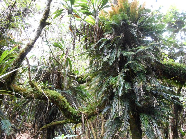 Fougères épiphytes aimant particulièrement les troncs de fanjans