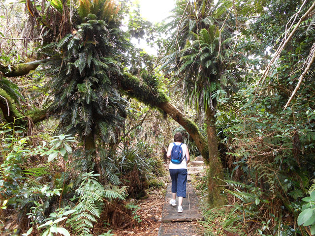 Fougères, mousses et épiphytes poussent sur les arbres