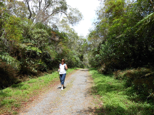 La suite de la piste dans les tamarins et bois de couleurs
