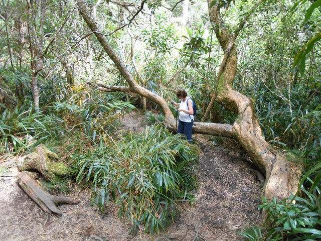Les alentours de la petite clairière la plus visitée des lieux