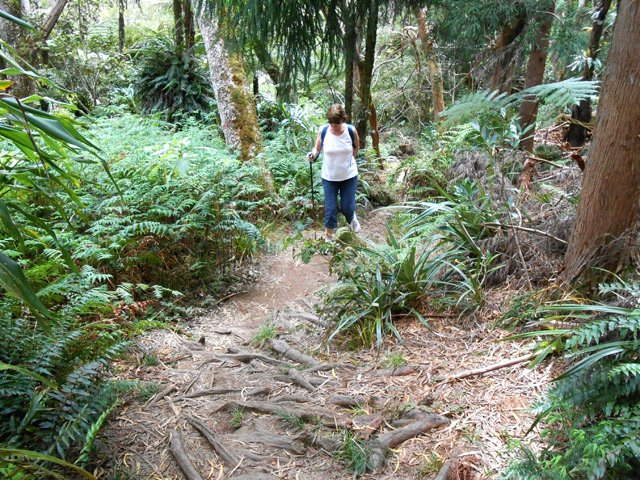 Courte balade jusqu'à la Reine des Tamarins