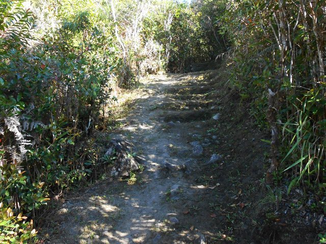 Le sentier redescend dans les goyaviers