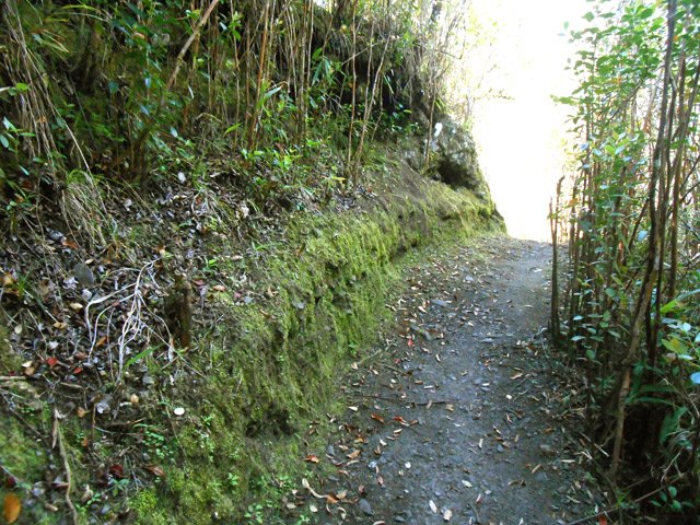 La mousse indique que le sentier est ancien et humide