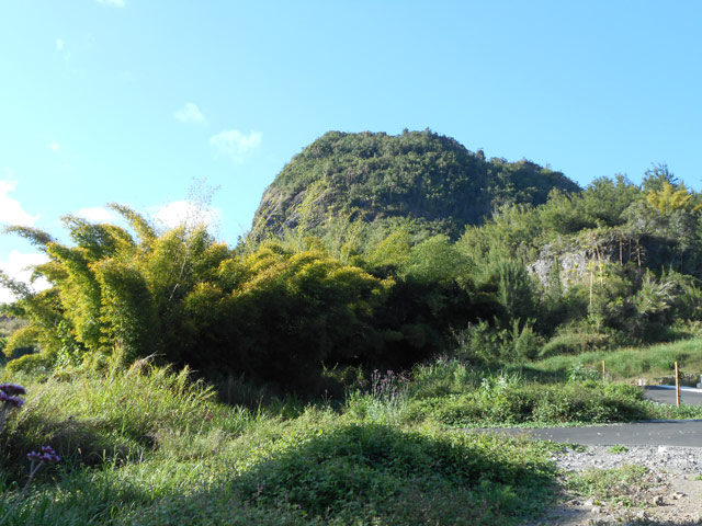 On retrouvera un peu partout ces grosses touffes de bambous