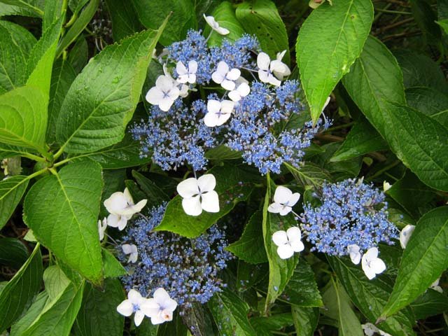 Hydrangea macrophylla, sans doute proche de "Mariesii grandiflora"