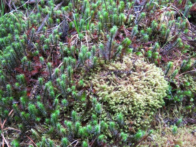 La région pluvieuse favorise la poussée de multitudes de mousses