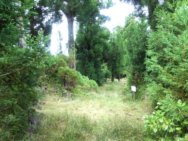 Quelques cryptomerias clairsemés