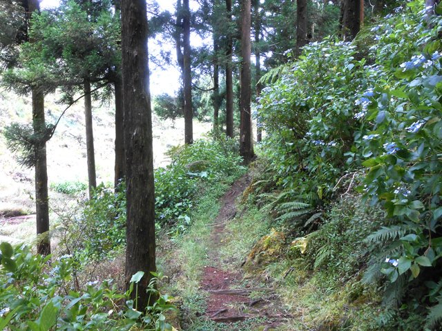 La partie de sentier qui longe la ravine du Bras des Calumets