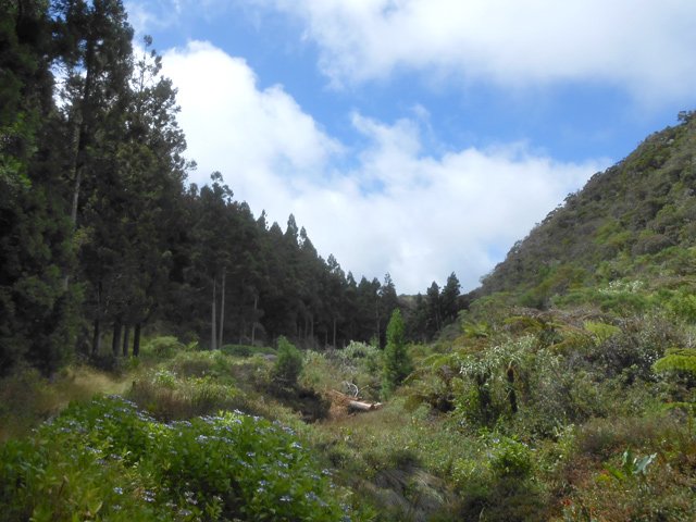 La ravine entre forêt et Piton Bory de Saint-Vincent