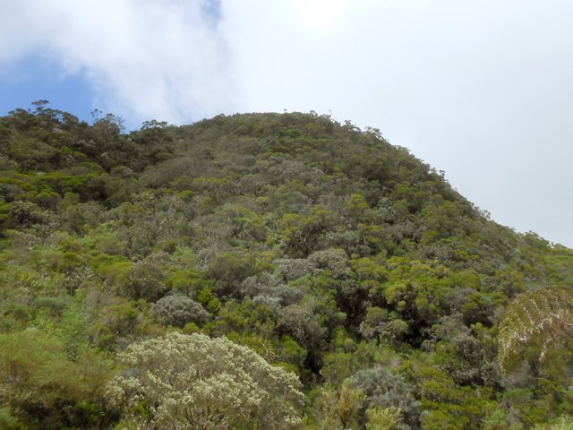 Le Piton Bory de Saint-Vincent est recouvert de bois de couleurs