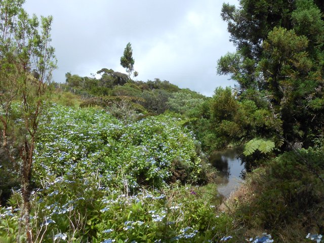 Ici, la ravine dans les hortensias est plus belle
