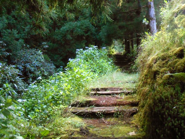 Montée facile pour tous sous les grands conifères
