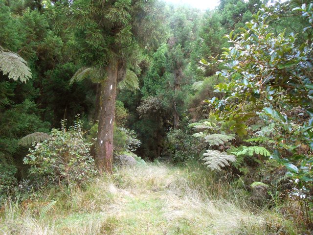 Le chemin se poursuit entre les cryptomerias