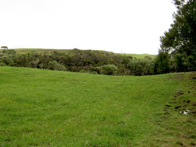 Vastes pâturages de la Plaine des Cafres