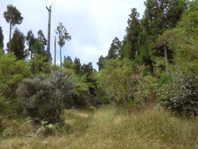 Le sol est herbeux au pied du piton