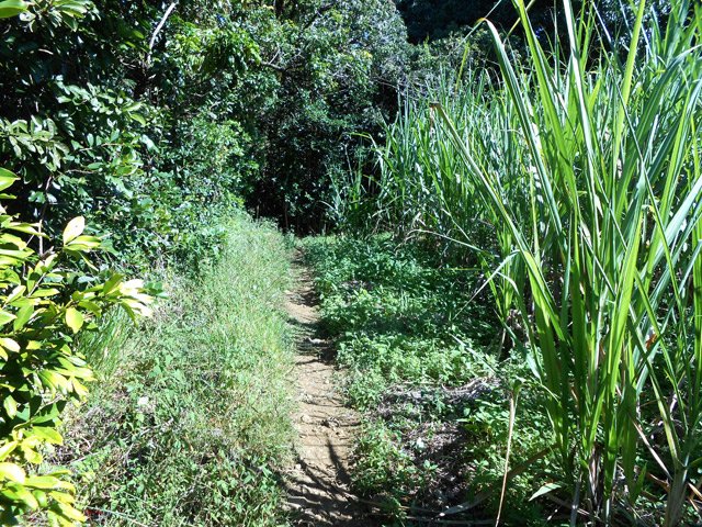 Le sentier à l'approche des cannes et de la route