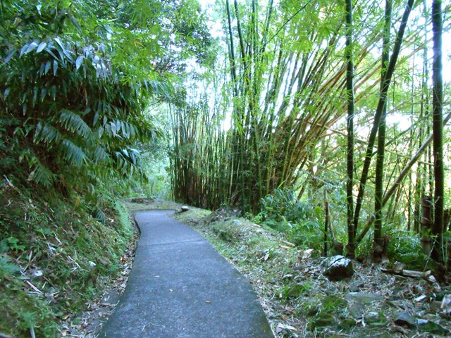 Beaucoup de bambous lors de la descente