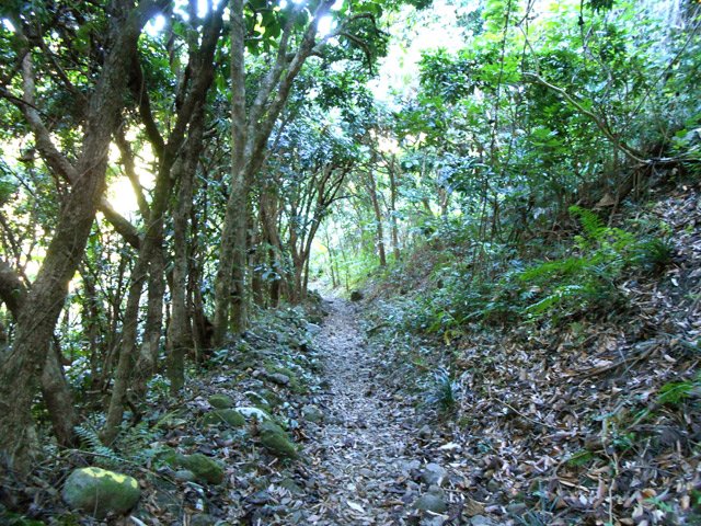 Sentier droit sous les longanis