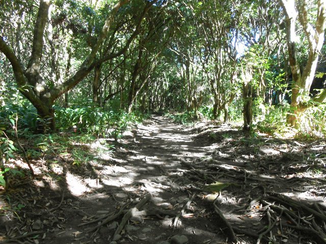 Quelques racines retiennent la boue lorsqu'il pleut