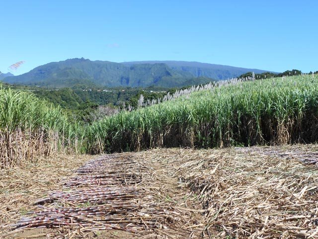 Fin juin : c'est le début de la coupe