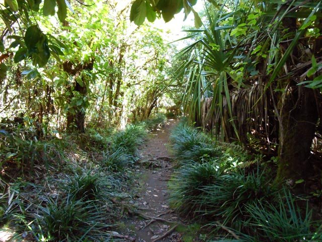 Le sentier agréable vers l'oratoire, sous les longanis, bordé de muguet péi