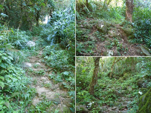 Quelques autres portions du sentier qui escalade le rempart jusqu'aux champs de canne