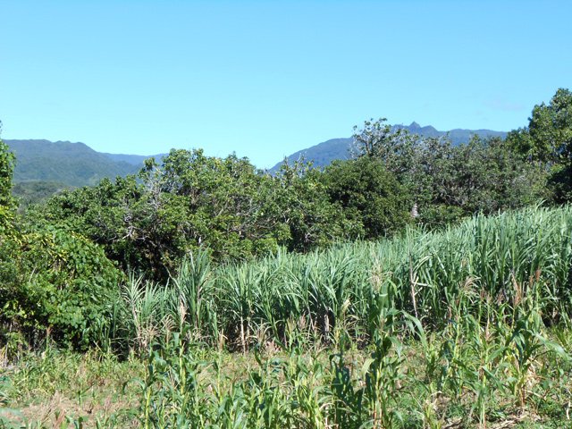 Les bois de couleurs qui poussent sur le rempart