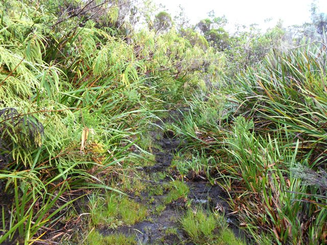La fin de la descente glissante dans les fougères et sabres