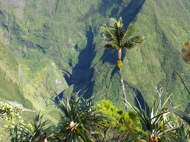 Impressionnante vallée avec un palmiste égaré ayant échappé aux braconniers