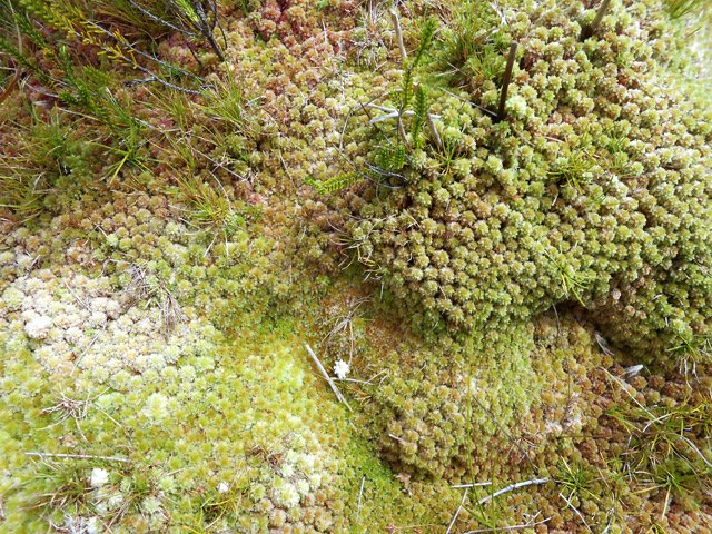 Grandes étendues de sphaignes